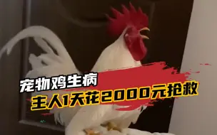 宠物鸡生病，主人1天花2000元抢救！主人：曾陪我度过抑郁症