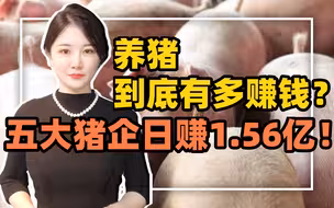 养猪到底有多赚钱？五大猪企日赚1.56亿！