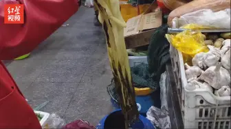探访古法制作的冬腌菜：以前用赤脚踩，现在多穿雨靴踩制