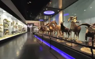 国家动物博物馆开馆了！昨天紧急闭馆