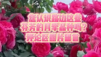 五月的北京是月季花味的