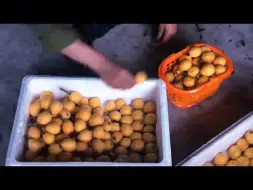 黄岩枇杷喜丰收！