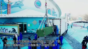 哈尔滨：“三九天”海豚搬新家