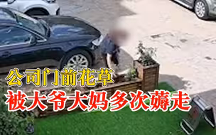 公司门前花草被大爷大妈多次薅走，工作人员：还有人开着车来