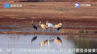 国家一级保护鸟类白鹤首次落脚衢江