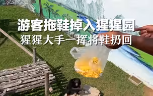 小朋友拖鞋不慎掉进猩猩园，大猩猩：一手交爆米花一手交拖鞋！