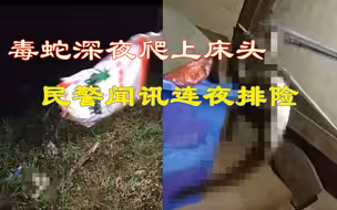 “有一条蛇在我的床头”毒蛇深夜爬上床头，云南民警闻讯连夜排险