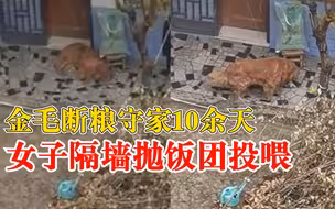 女子隔墙抛饭团投喂断粮守家金毛：独守10多天，其他邻居也在喂了