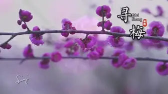 又是一年赏梅时！龙泉这里的梅花开了，好看！