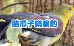 国家二级保护动物楔尾绿鸠撞上车窗 “脑瓜子嗡嗡的”