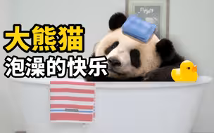 大熊猫泡澡的快乐