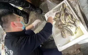 实拍杭州警方捣毁染色黄鱼窝点：用有毒“黄粉”浸泡，一人被刑拘