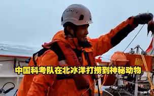 收网！中国科考队在北冰洋打捞到神秘动物