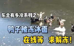 东北有多冷系列之鸭子被冻冰面，在线等求解冻！