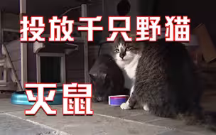 “老鼠之都”！美国芝加哥鼠患加剧 当地投放千只野猫上街灭鼠