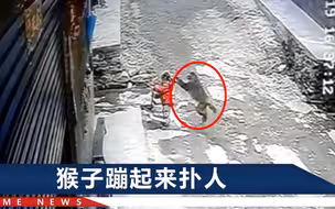 3岁女童险被野猴拖走，母亲还原惊心瞬间：猴子站起来和她一样高