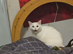 我的猫对我哈气了
