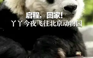 启程，回家！丫丫今夜飞往北京动物园