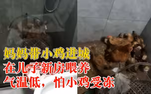 父母带小鸡进城在儿子新房喂养：气温低，怕小鸡受冻