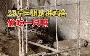 25斤巨蟒钻进鸡舍偷吃一只鸭：被发现后左右摇摆吐信子
