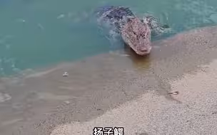 扬子鳄，爱吃雪饼