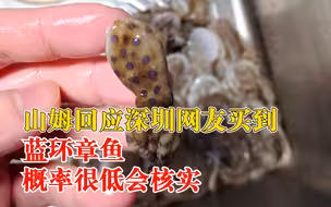 深圳一网友称在山姆买到蓝环章鱼，店方：概率很低，会联系顾客核实