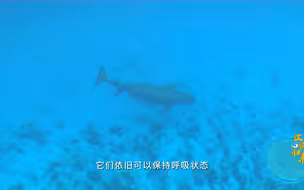 《江豚归来》— 危机
