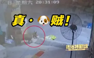 这是真·狗贼！万元手表快递被偷 嫌犯竟是流浪狗！究竟该找谁赔呢？