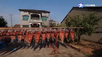 隔着屏幕都闻到了香！诸暨这个小村子又开始晒鱼干了