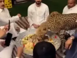 聚会现场豹子与人共同用餐，有人兴奋拍照有人坐立难安