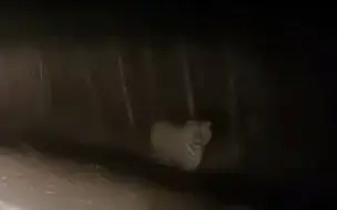 野生东北虎横穿乡间公路，与目击者对视几秒