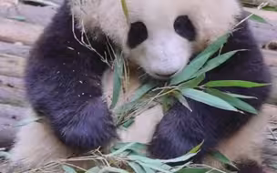 游客说大熊猫花花没脖子，花花：这班不上也罢
