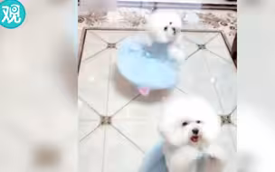 狗中舞王：旋转 跳跃 我不停歇~