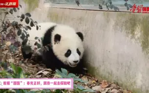 熊猫“国国”：阳光正好，和我一起去探险吧~