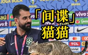 小猫试图“打探”巴西队的战术安排 被新闻官丢到地上