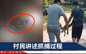 宜宾6只出逃鳄鱼全部找回，全程花费近28小时，最远才逃出五六百米