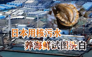 毫无底线！日本为给核污水洗白，竟拿海鲜充当“小白鼠”