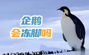 在南极赤脚行走的企鹅会不会冻脚？