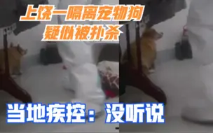 遭铁棍敲打头部！上饶一隔离宠物狗疑似被扑杀，当地疾控：没听说