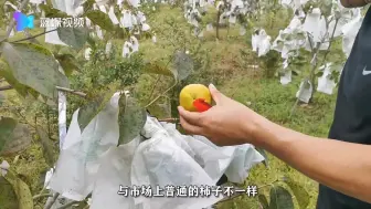 有苹果的香脆，梨子的多汁，哈密瓜的甜味...你吃过这种水果吗？