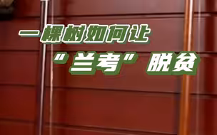一棵泡桐如何让兰考脱贫？