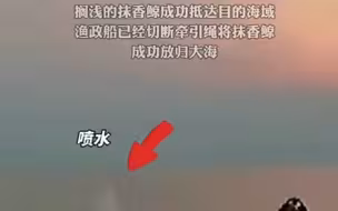 有“鲸”无险！在宁波象山海域搁浅的抹香鲸成功“回家”