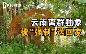 云南北移离群独象被捕捉回家，放归画面：到森林觅食河流洗澡