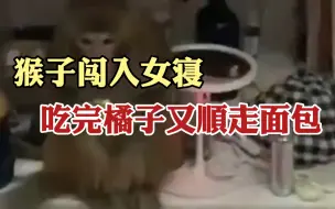 猴子闯入女生寝室“大闹天宫” 又吃橘子面包又拿玫瑰花感冒药
