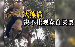 原产地大熊猫在树上表演“功夫”，游客：这票没白买