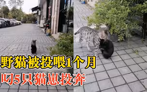 野猫被投喂1月后叼5只猫崽投奔，投喂人：很通人性，会尽力喂养