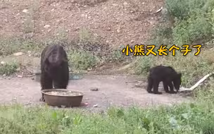 俩黑熊来站点觅食吃完后悠闲离开 森管人员：吃不到就摁碎锅碗瓢盆