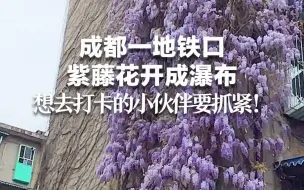 成都一地铁口 紫藤花开成瀑布 想去打卡的小伙伴要抓紧！