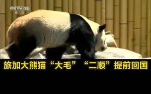 旅加大熊猫“大毛”“二顺”提前回国