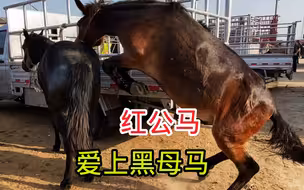 公马发情比母马还难缠，谁又能想到结果会咋样呢，死缠烂打厚脸皮